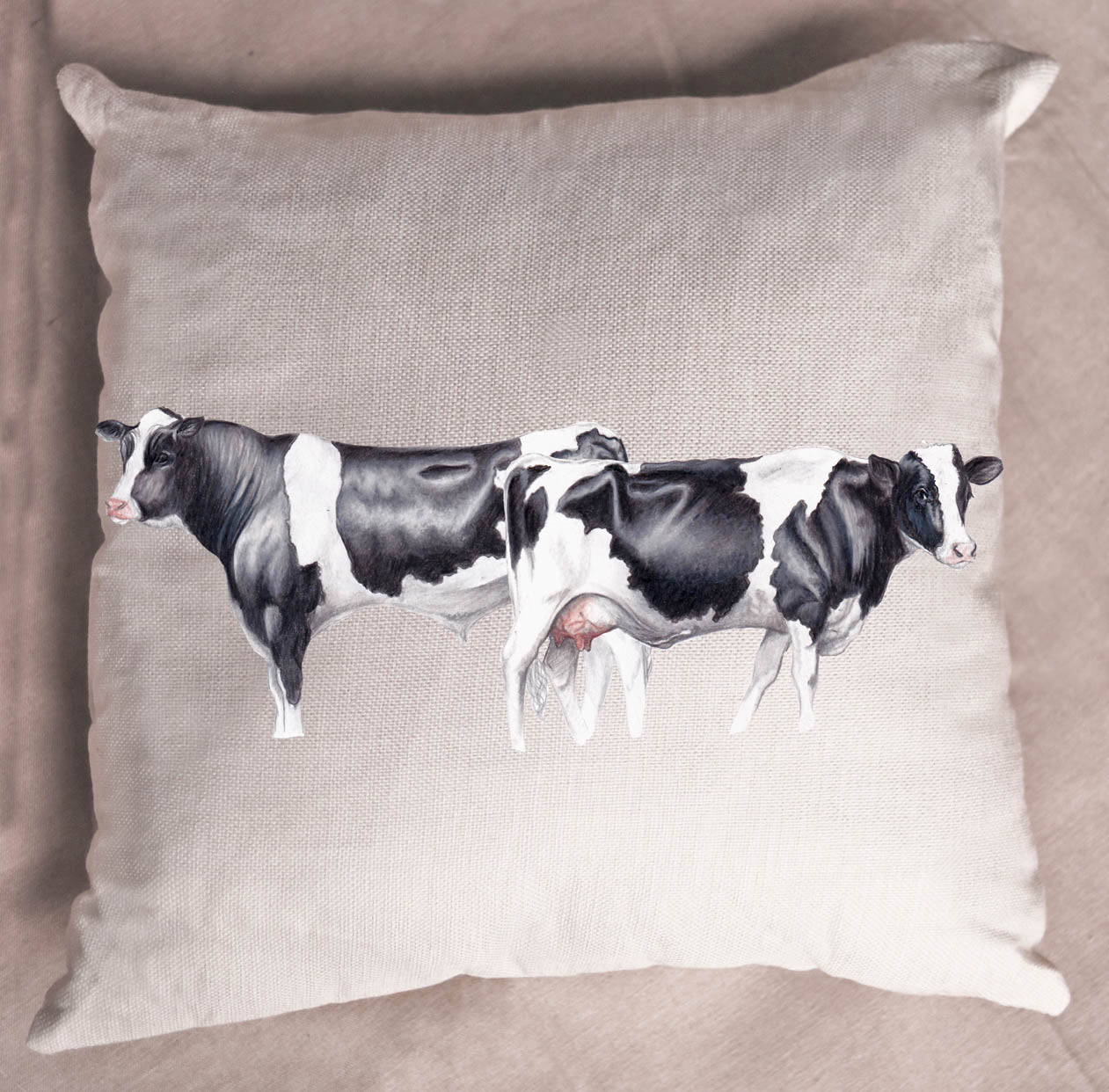 cow,bull,friesian cow,nz farming,cushion