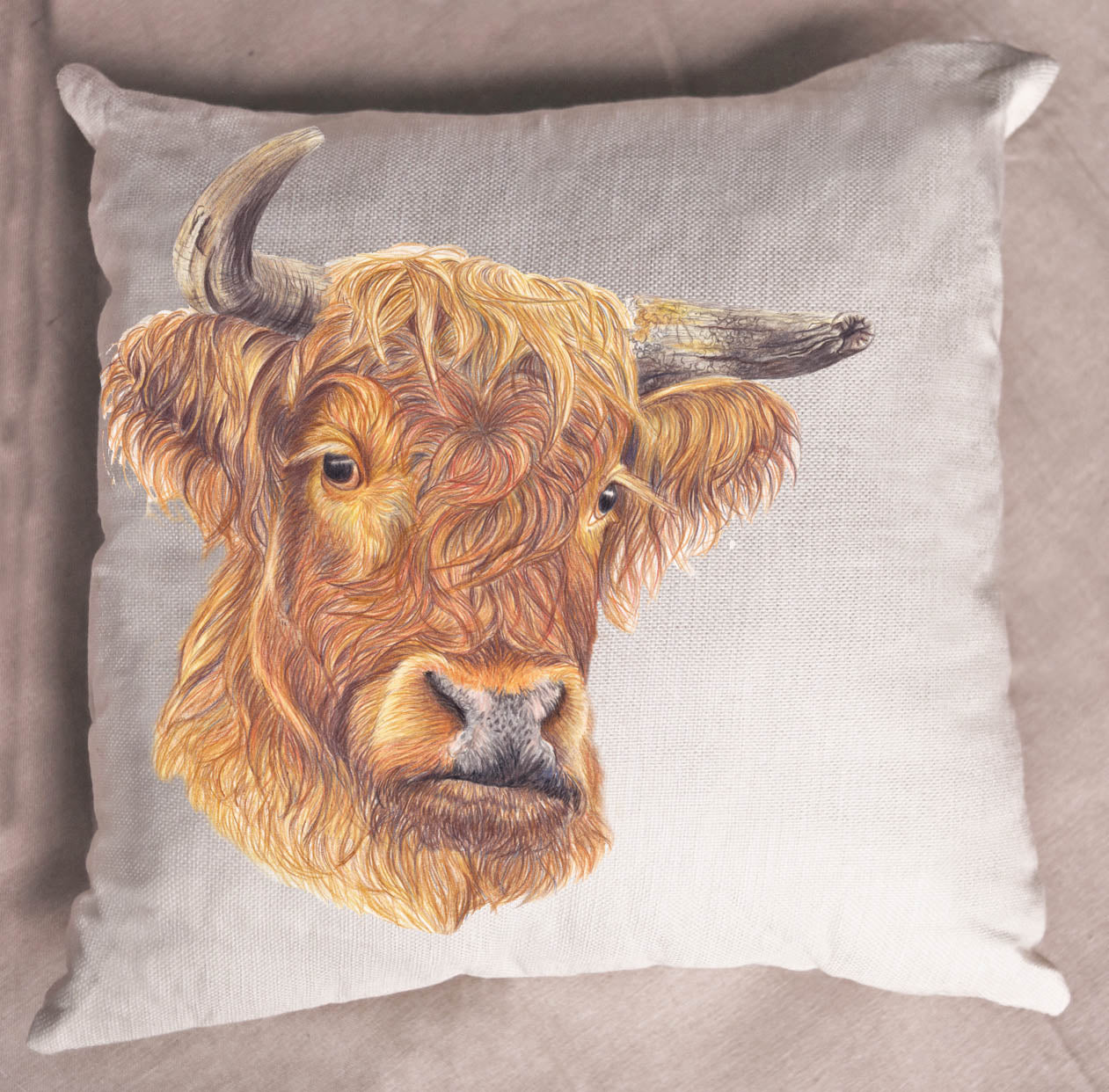 highland bull,bull,highland cow,farming nz,cushion